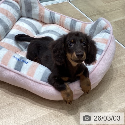 埼玉県のミニチュアダックスフンド(ロング) (ペットプラス ピオニウォーク東松山店/2025年12月2日生まれ/男の子/チョコレートタン)の子犬の4枚目の画像