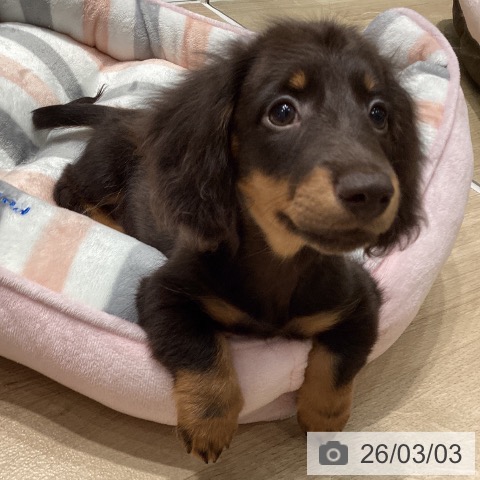 埼玉県のミニチュアダックスフンド(ロング) (ペットプラス ピオニウォーク東松山店/2025年12月2日生まれ/男の子/チョコレートタン)の子犬の3枚目の画像