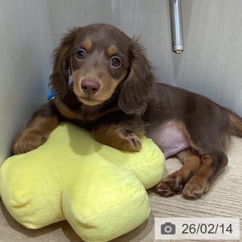 宮城県のミニチュアダックスフンド(ロング) (ペットプラス 名取店/2025年12月2日生まれ/男の子/チョコレートタン)の子犬の4枚目の画像