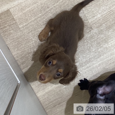 宮城県のミニチュアダックスフンド(ロング) (ペットプラス 名取店/2025年12月2日生まれ/男の子/チョコレートタン)の子犬の3枚目の画像