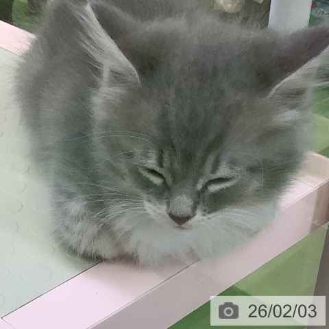 サイベリアンの写真