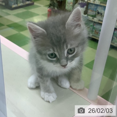 サイベリアンの写真