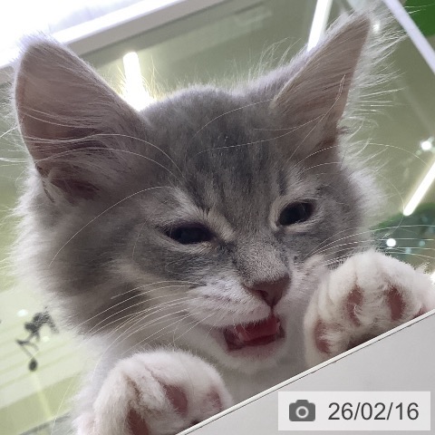 山梨県のサイベリアン (ペットプラス 甲府昭和店/2025年12月3日生まれ/男の子/ブルータビーホワイト)の子猫の4枚目の画像