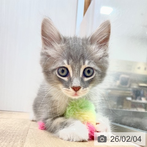 長野県のサイベリアン (ペットプラス 須坂店/2025年12月3日生まれ/男の子/ブルータビーホワイト)の子猫の4枚目の画像