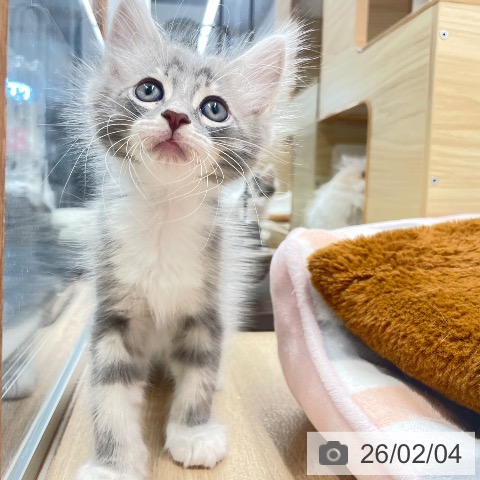 長野県のサイベリアン (ペットプラス 須坂店/2025年12月3日生まれ/男の子/ブルータビーホワイト)の子猫の3枚目の画像