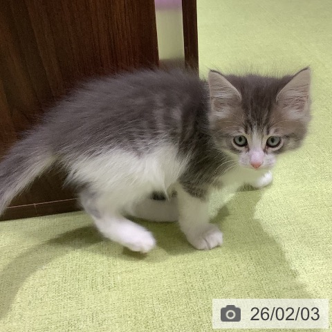 サイベリアンの写真