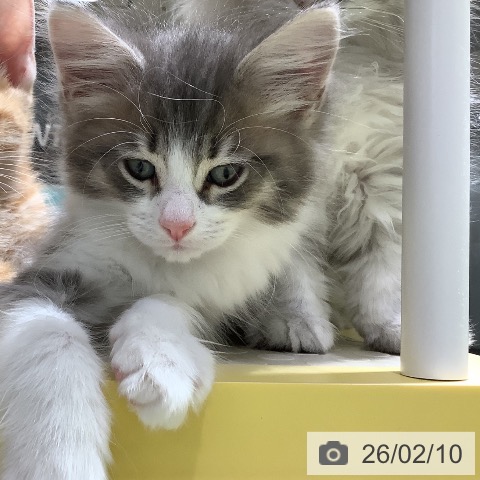 長野県のサイベリアン (ペットプラス 松本店/2025年12月3日生まれ/男の子/ブルータビーホワイト)の子猫の3枚目の画像