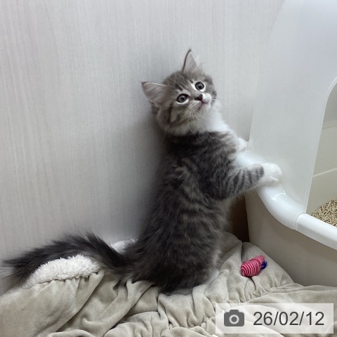 宮城県のサイベリアン (ペットプラス 仙台上杉店/2025年12月3日生まれ/男の子/ブルータビーホワイト)の子猫の4枚目の画像