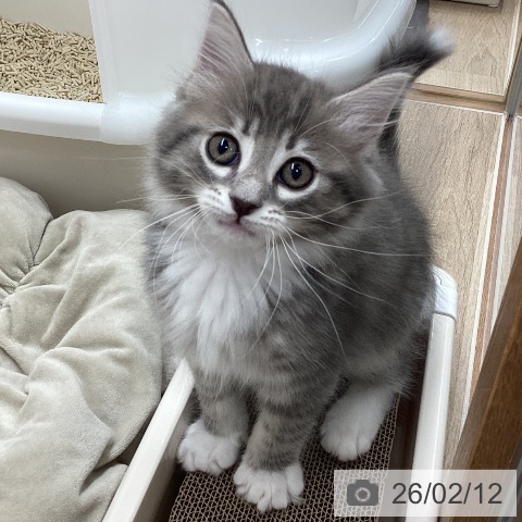 宮城県のサイベリアン (ペットプラス 仙台上杉店/2025年12月3日生まれ/男の子/ブルータビーホワイト)の子猫の3枚目の画像
