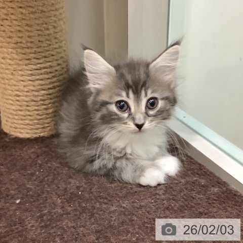 埼玉県のサイベリアン (ペットプラス ららぽーと新三郷店/2025年12月3日生まれ/女の子/ブルータビーホワイト)の子猫の3枚目の画像