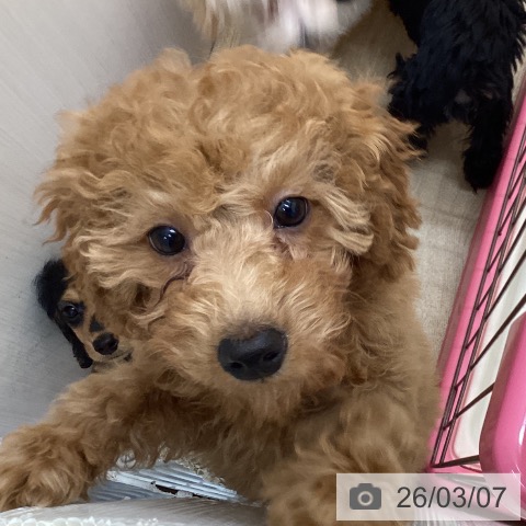 長野県のトイプードル(トイ) (ペットプラス 上田店/2025年12月1日生まれ/女の子/レッド)の子犬の3枚目の画像