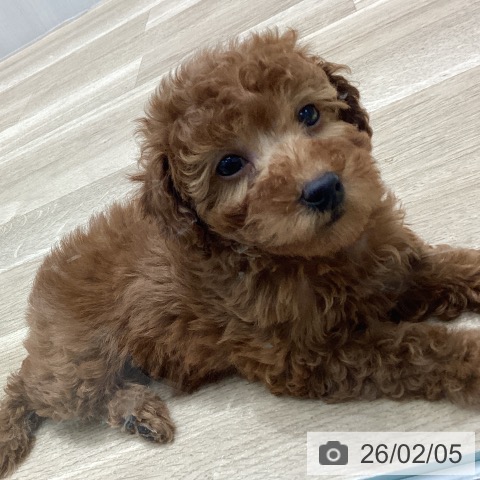 宮城県のトイプードル(トイ) (ペットプラス 名取店/2025年12月1日生まれ/女の子/レッド)の子犬の3枚目の画像