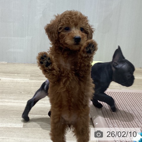 宮城県のトイプードル(トイ) (ペットプラス 名取店/2025年12月1日生まれ/女の子/レッド)の子犬の4枚目の画像