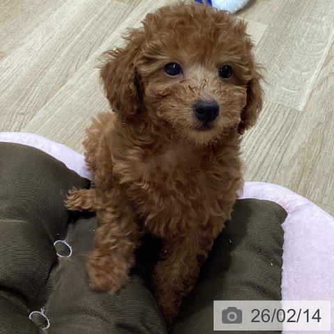 宮城県のトイプードル(トイ) (ペットプラス 名取店/2025年12月1日生まれ/女の子/レッド)の子犬の4枚目の画像