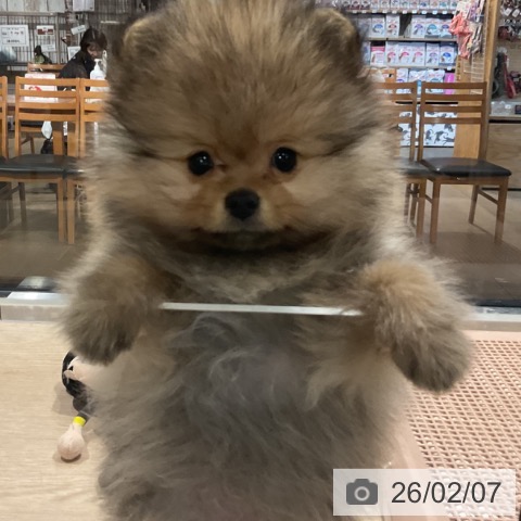 埼玉県のポメラニアン (ペットプラス コクーンシティ店/2025年12月3日生まれ/男の子/オレンジ)の子犬の4枚目の画像