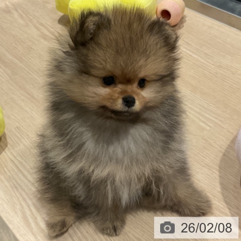 埼玉県のポメラニアン (ペットプラス コクーンシティ店/2025年12月3日生まれ/男の子/オレンジ)の子犬の3枚目の画像