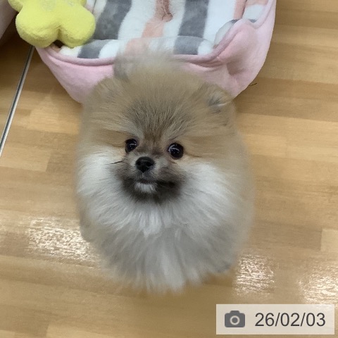ポメラニアンの写真