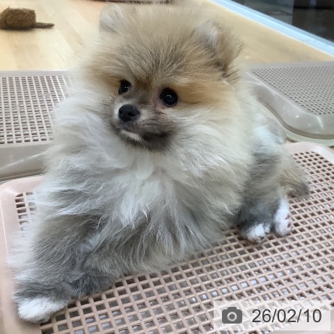 長野県のポメラニアン (ペットプラス 松本店/2025年11月30日生まれ/男の子/オレンジ)の子犬の3枚目の画像