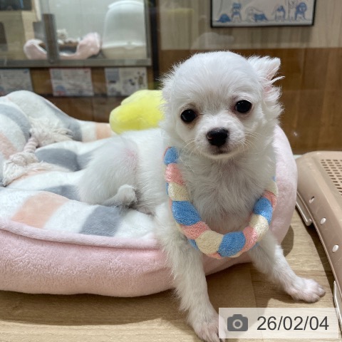 長野県のチワワ(ロング) (ペットプラス 須坂店/2025年11月25日生まれ/男の子/ホワイトフォーン)の子犬の4枚目の画像