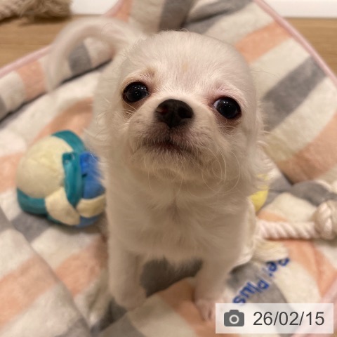 長野県のチワワ(ロング) (ペットプラス 須坂店/2025年11月25日生まれ/男の子/ホワイトフォーン)の子犬の4枚目の画像