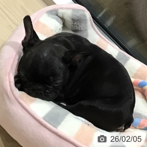 フレンチ・ブルドッグの写真