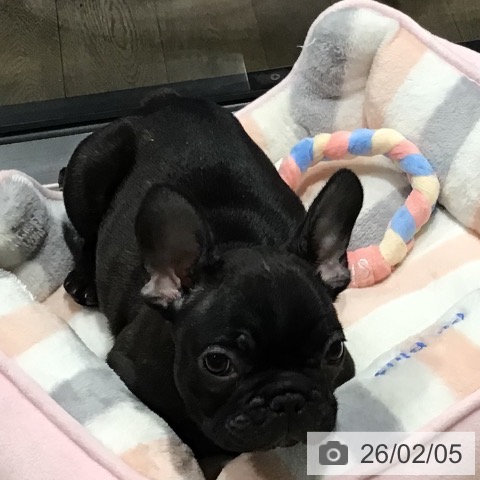 フレンチ・ブルドッグの写真