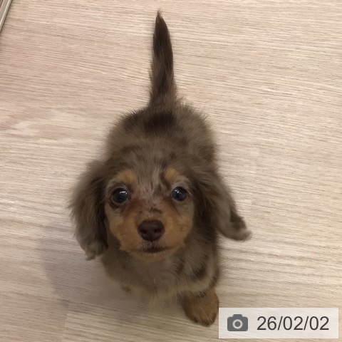 カニーンヘン・ダックスフンドの写真