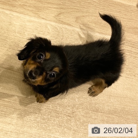 長野県のカニンヘンダックスフンド(ロング) (ペットプラス 須坂店/2025年12月3日生まれ/女の子/ブラックタン)の子犬の3枚目の画像