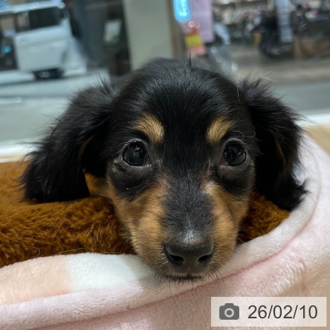 長野県のカニンヘンダックスフンド(ロング) (ペットプラス 須坂店/2025年12月3日生まれ/女の子/ブラックタン)の子犬の3枚目の画像