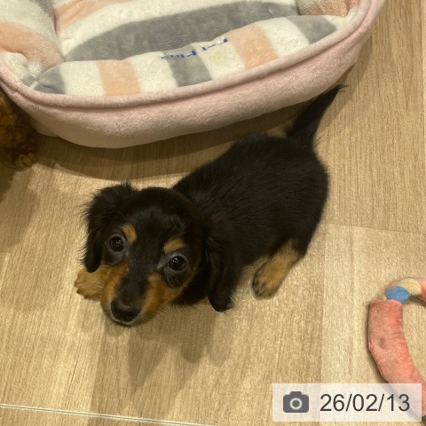 長野県のカニンヘンダックスフンド(ロング) (ペットプラス 須坂店/2025年12月3日生まれ/女の子/ブラックタン)の子犬の3枚目の画像