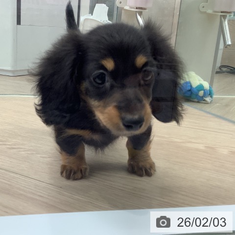 カニーンヘン・ダックスフンドの写真