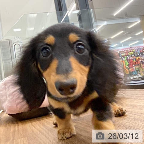 カニーンヘン・ダックスフンドの写真