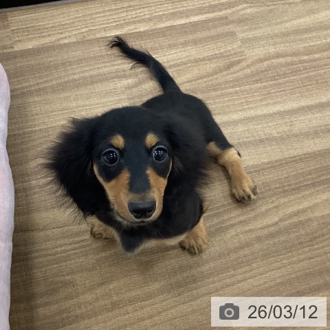 カニーンヘン・ダックスフンドの写真