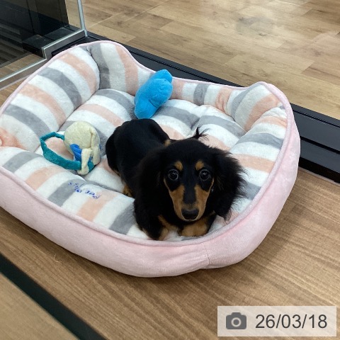 カニーンヘン・ダックスフンドの写真