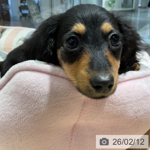 茨城県のカニンヘンダックスフンド(ロング) (ペットプラス つくば店/2025年12月3日生まれ/女の子/ブラックタン)の子犬の4枚目の画像