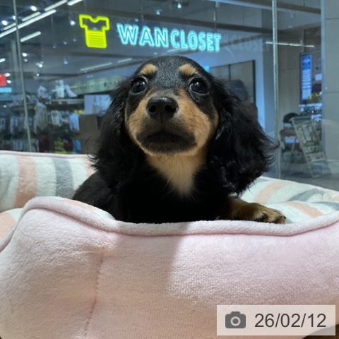 茨城県のカニンヘンダックスフンド(ロング) (ペットプラス つくば店/2025年12月3日生まれ/女の子/ブラックタン)の子犬の3枚目の画像