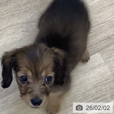 カニーンヘン・ダックスフンドの写真