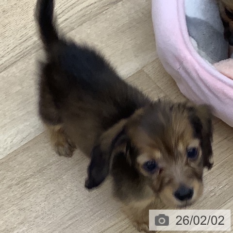 カニーンヘン・ダックスフンドの写真