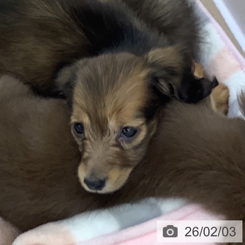 カニーンヘン・ダックスフンドの写真