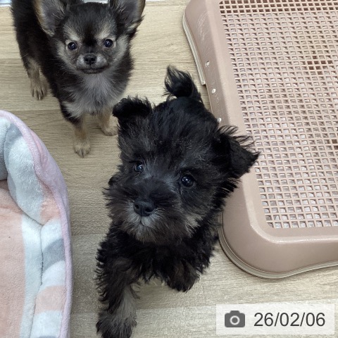 東京都のミニチュアシュナウザー (ペットプラス むさし村山店/2025年11月27日生まれ/男の子/ソルトペッパー)の子犬の4枚目の画像