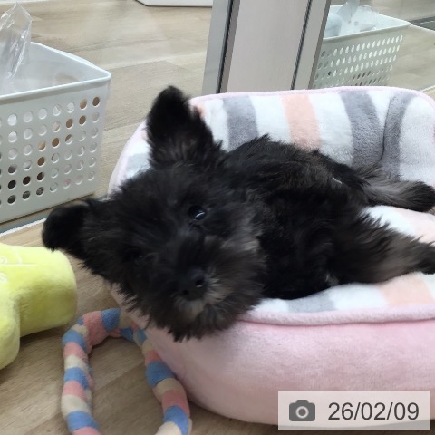 東京都のミニチュアシュナウザー (ペットプラス むさし村山店/2025年11月27日生まれ/男の子/ソルトペッパー)の子犬の3枚目の画像