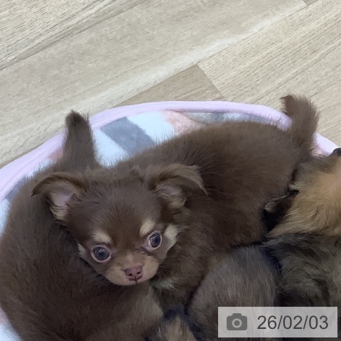 山梨県のチワワ(ロング) (ペットプラス 甲府昭和店/2025年12月4日生まれ/男の子/チョコレートタンホワイト)の子犬の4枚目の画像