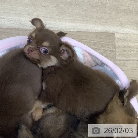 山梨県のチワワ(ロング) (ペットプラス 甲府昭和店/2025年12月4日生まれ/男の子/チョコレートタンホワイト)の子犬の3枚目の画像