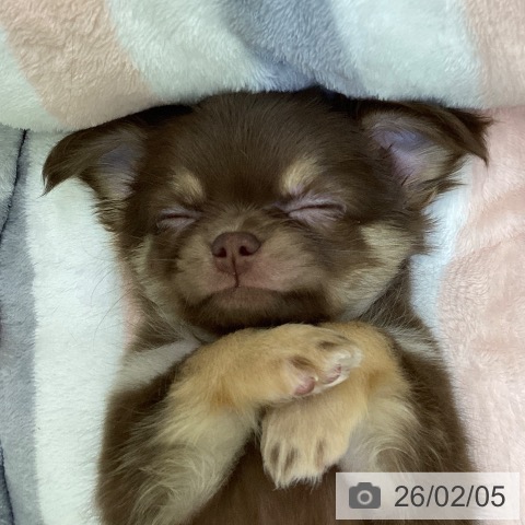 山梨県のチワワ(ロング) (ペットプラス 甲府昭和店/2025年12月4日生まれ/男の子/チョコレートタンホワイト)の子犬の4枚目の画像