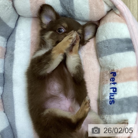 山梨県のチワワ(ロング) (ペットプラス 甲府昭和店/2025年12月4日生まれ/男の子/チョコレートタンホワイト)の子犬の3枚目の画像