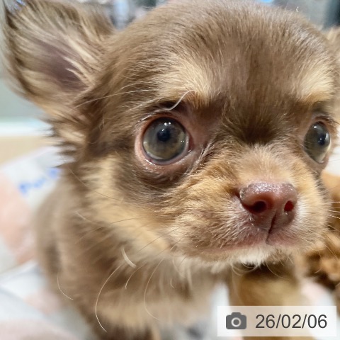 長野県のチワワ(ロング) (ペットプラス 須坂店/2025年12月4日生まれ/男の子/チョコレートタンホワイト)の子犬の4枚目の画像