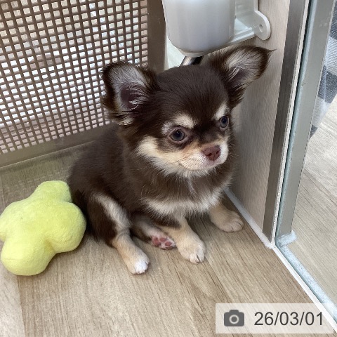 群馬県のチワワ(ロング) (ペットプラス 前橋店/2025年12月4日生まれ/女の子/チョコレートタンホワイト)の子犬の4枚目の画像