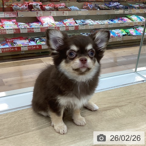 群馬県のチワワ(ロング) (ペットプラス 前橋店/2025年12月4日生まれ/女の子/チョコレートタンホワイト)の子犬の3枚目の画像