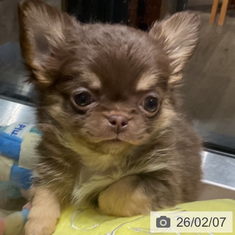 埼玉県のチワワ(ロング) (ペットプラス コクーンシティ店/2025年12月4日生まれ/女の子/チョコレートタンホワイト)の子犬の4枚目の画像