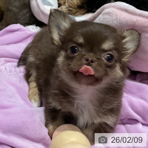 埼玉県のチワワ(ロング) (ペットプラス コクーンシティ店/2025年12月4日生まれ/女の子/チョコレートタンホワイト)の子犬の3枚目の画像